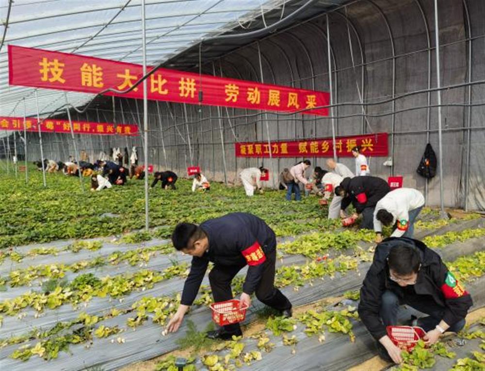 采摘竞技展风度！产发团体参与工会助力村落复兴“十大步履”工友创业园休息比赛